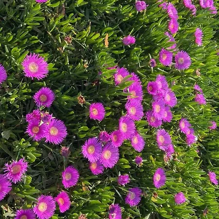 Rori's Qerret Apartment Golem (Tirana)