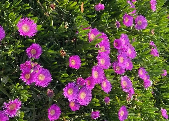 Rori's Qerret Apartment Golem (Tirana)